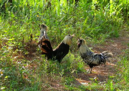 1 Chickens ?!!? at the St. Augustine Road Fish Management Area