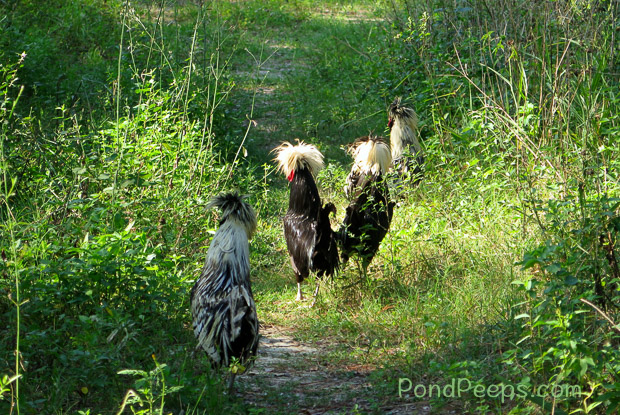 4 Chickens ?!!? at the St. Augustine Road Fish Management Area