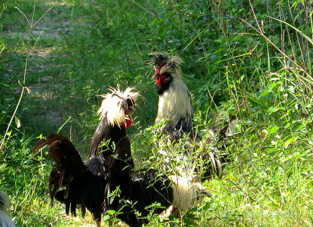 5 Chickens ?!!? at the St. Augustine Road Fish Management Area
