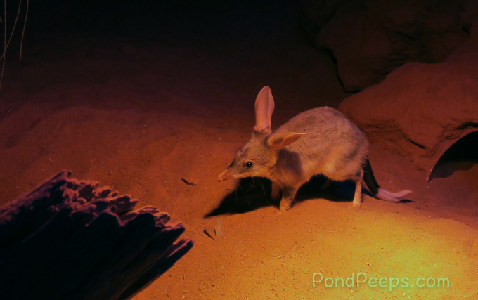 A bilby at the Adelaide Zoo