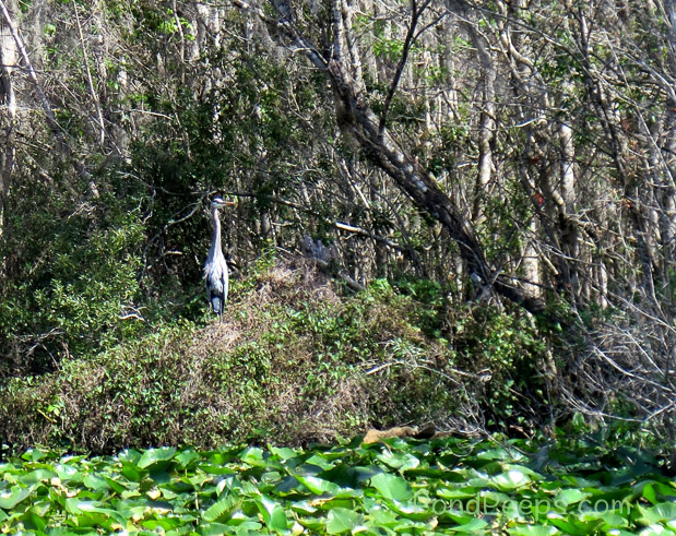 A ride on the Ocklawaha River - Blue Heron