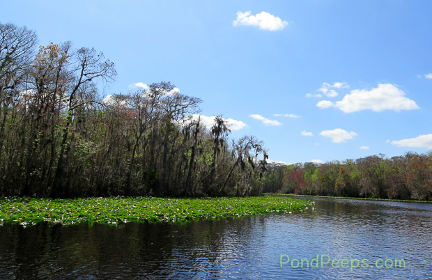 A ride on the Ocklawaha River - at the first bend
