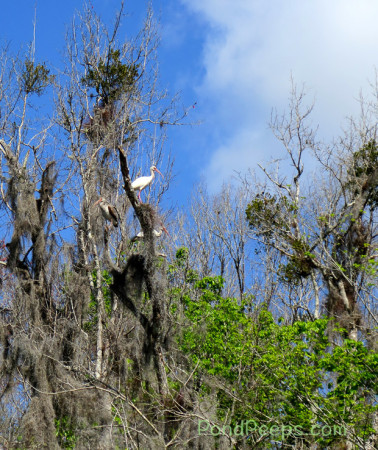 A ride on the Ocklawaha - a tree full of Ibis