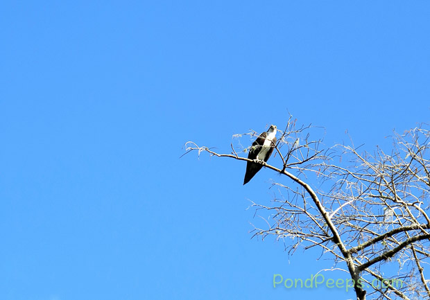 A ride on the Ocklawaha River - an osprey watches us go by