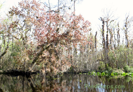 A ride on the Ocklawaha - gorgeous tree full of air plants