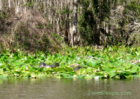 A ride on the Ocklawaha - lots of big, sunning turtles