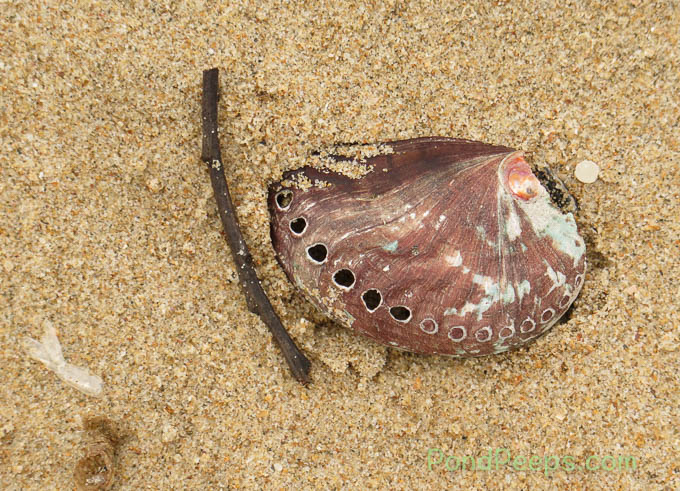 Abalone shell at Garden Route National Park South Africa