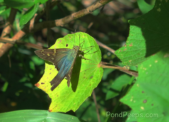 After the Storm - a Long-tailed Skipper
