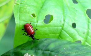 Air Potato Leaf Beetle, Lilioceris cheni