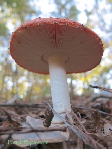 Amanita mushroom at St Augustine Road Management Area
