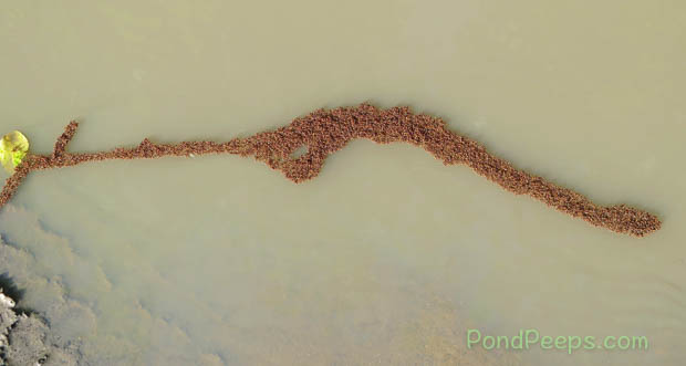 Ants forming a living bridge across the puddle