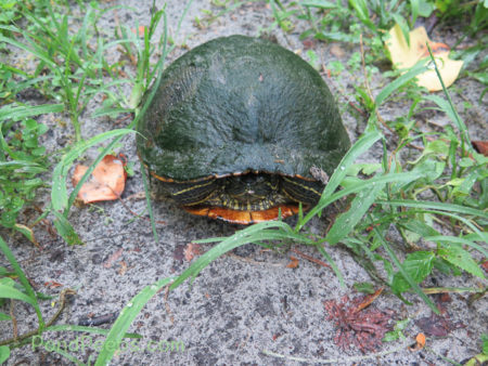 Another turtle on the path - Green!