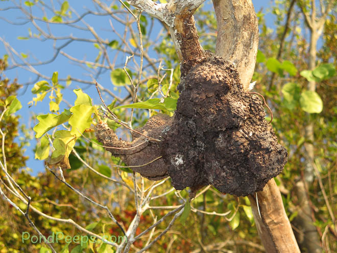 Indonesia: Ant Plant in Friwin Bonda