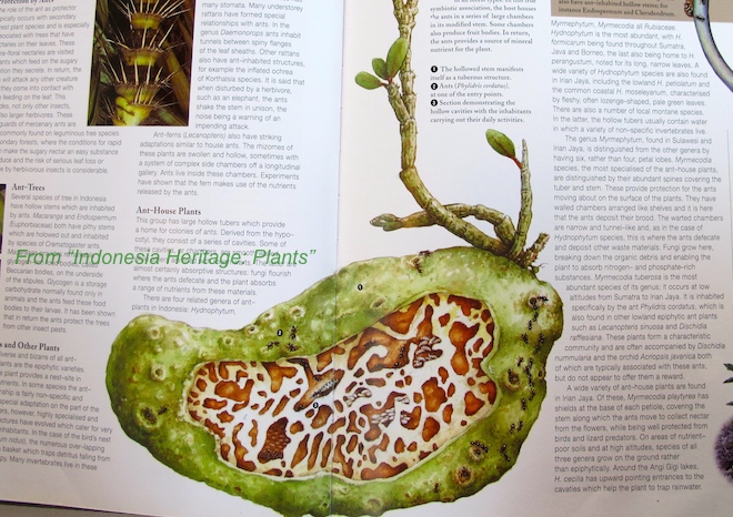 Ant plant, from "Indonesia Heritage: Plants"