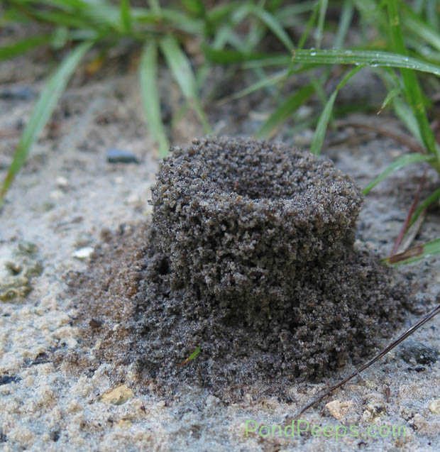 Ant hill after the heavy rain