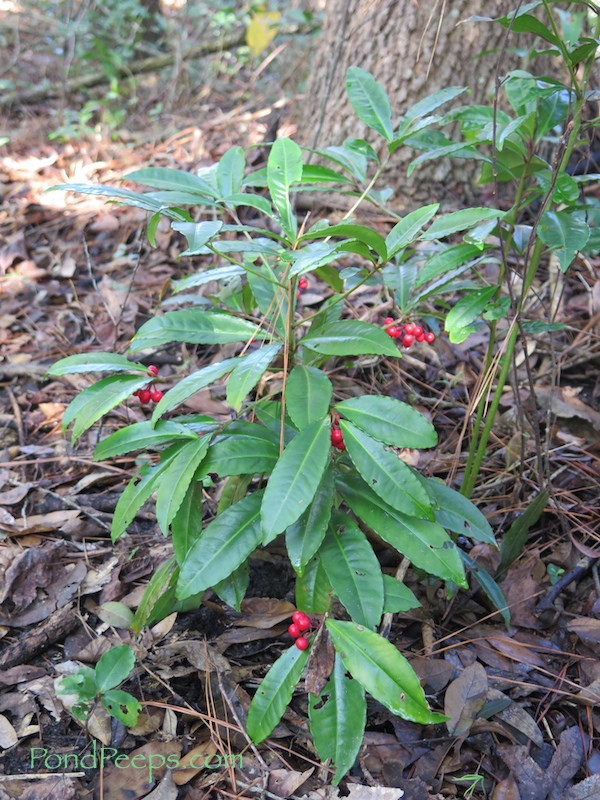 Ardisia crenulata from St. Augustine Road Fish Management Area by Pond Peeps