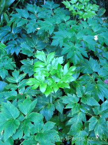 Ashitaba plant - Hachijojima