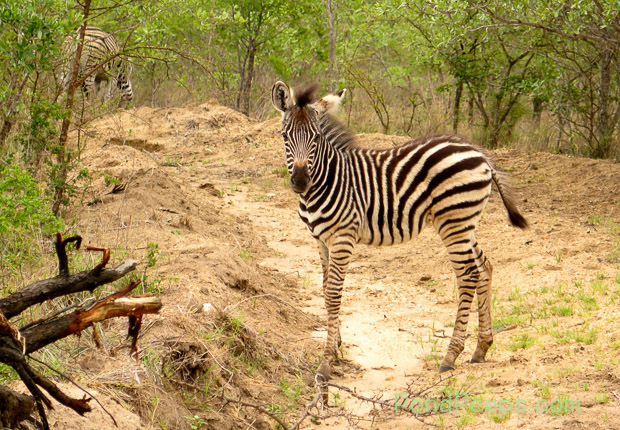 Baby zebra South Africa Safari