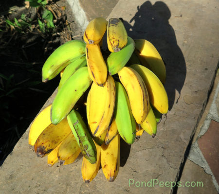 Bananas from Doug's garden - pond peeps yellow