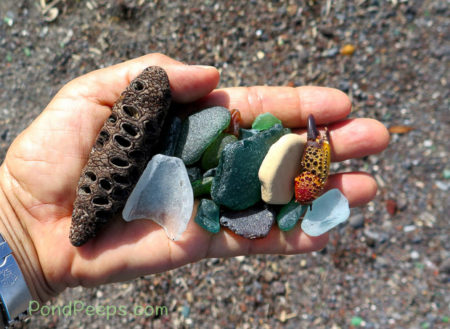 Beachcombing finds in Road Trip - Azores
