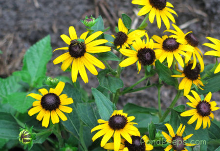 Black-eyed Susans with green sweat bee - pond peeps yellow