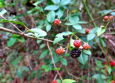 Blackberries in the woods - Pond Peeps