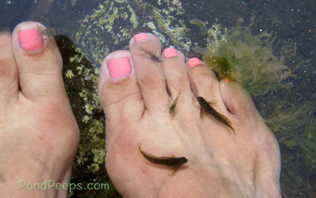 Blennies and shrimp cleaning toes in Road Trip - Azores