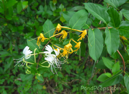 Blooming honeysuckle at St Augustine Road Fish Management Area