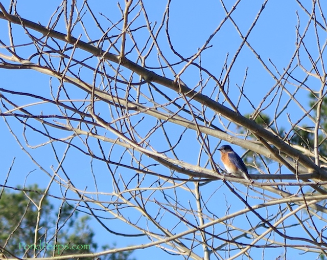 Blue bird at St Augustine Road Management Area