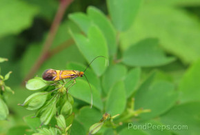 Bug at Joshinetsu Highland National Park