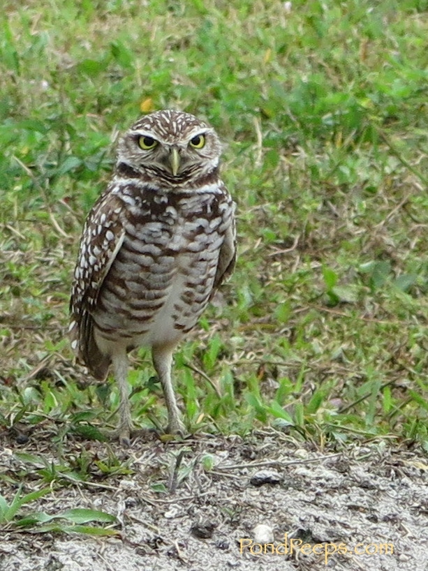 Burrowing owl, Davie, Florida Pondpeeps.com