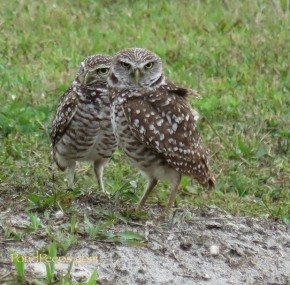 Florida burrowing owls from Vista View Park in Davie, Florida