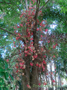 Cannonball tree, Couroupita guianensis