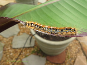 Caterpillar PondPeeps.com
