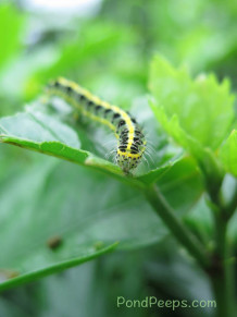 Caterpillar on Hachijojima