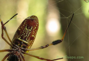 Close-up of spider's spinneret