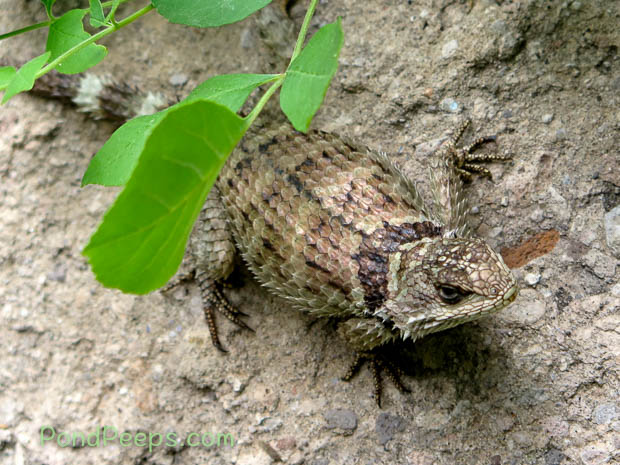 Collared Crevice Spiny Lizard at Glia Cave Dwellings