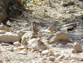 Cottontail rabbit at City of Rocks State Park
