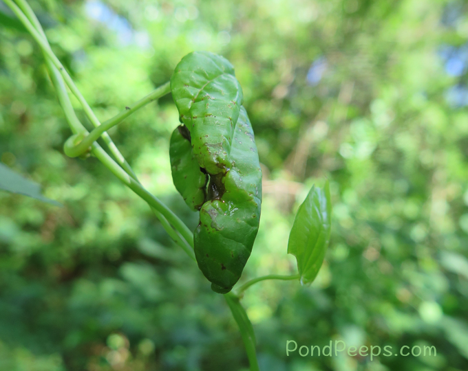 Curled up leaf of air potato - More Air Potato Leaf Beetles, Lilioceris cheni