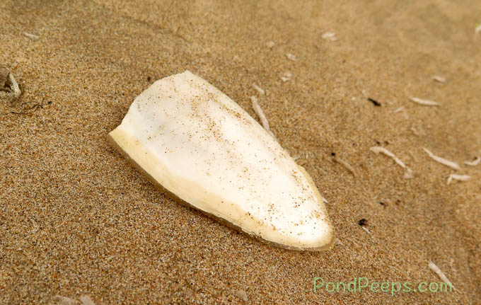 Cuttle bone from cuttlefish