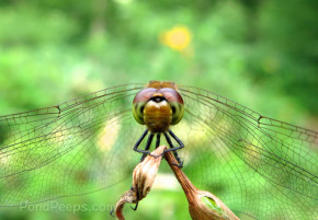 Dragonfly face - Joshinetsu Highland National Park