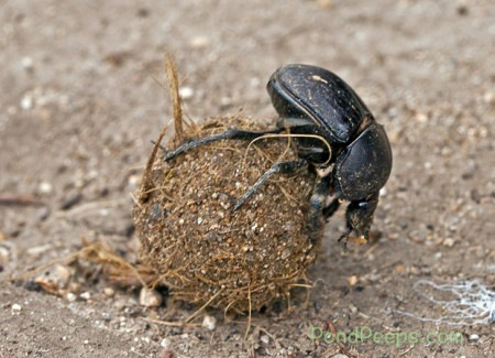 Dung beetles - Rolling a ball of poo