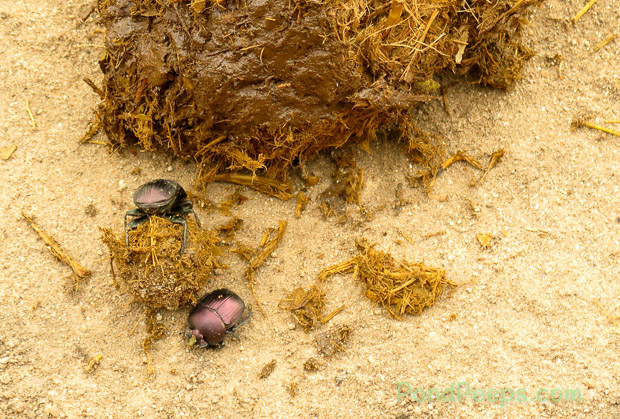 Dung beetles South Africa Safari