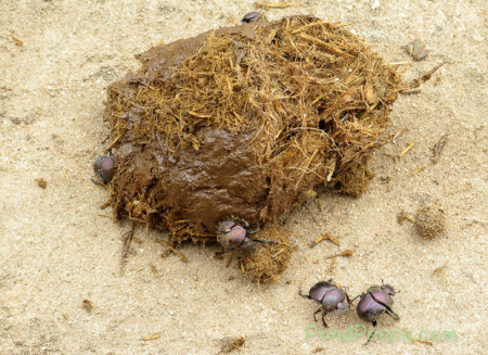 Dung beetles on fresh dung
