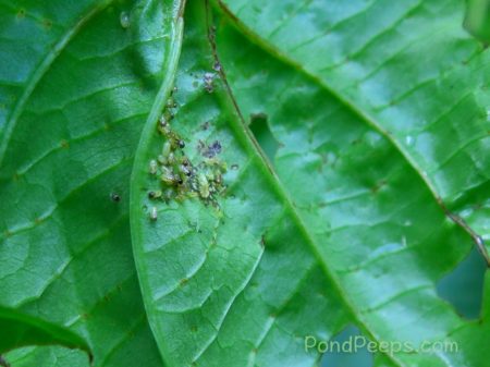 Eggs and larvae - More Air Potato Leaf Beetles, Lilioceris cheni