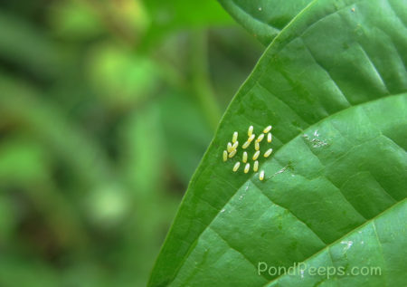 Eggs of Lilioceris cheni - More Air Potato Leaf Beetles, Lilioceris cheni