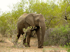Elephant South Africa Safari