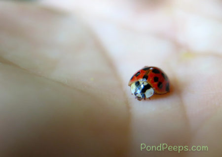 End of Summer - a ladybug landed on me