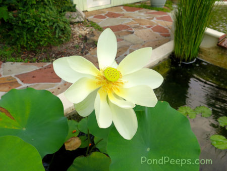 End of Summer - Lotus blossom