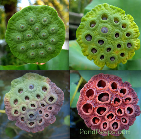 End of Summer - Lotus seed pods